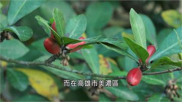 農業轉型！農藝生活植入人心