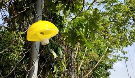 高雄水果產區高掛鮮黃誘殺器　防範果實蠅危害