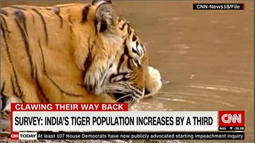 印度虎數量四年增三成！莫迪參加節目提高動保意識