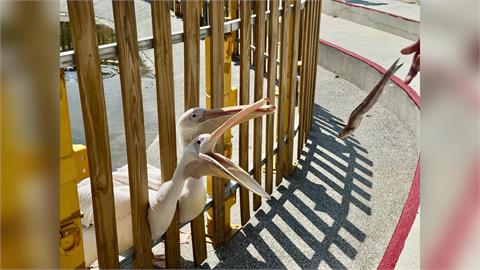 美樂地親子農場推假日限定「買魚餵鵜鶘」　五月感恩月「媽媽免費入園」