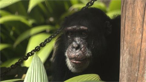 哥倫比亞動物園明星黑猩猩搬家！　將送往巴西保護區回歸大自然