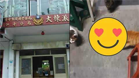 台中派出所驚見「貓的報恩」!3貓「1年幫滅30隻蛇」勇舉為警除害