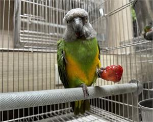 鸚鵡飛失不再無助　新北首創非犬貓登記站守護特殊寵物