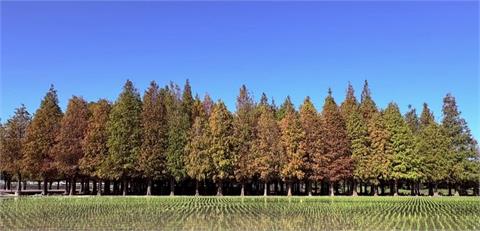 快新聞／六甲落羽松觀光季登場！　絕美火紅美景「背後超暖心故事曝光」