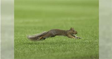 北部爆漢他病毒！外界憂大安森林公園松鼠成傳播媒介　醫生說話了