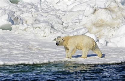 阿拉斯加村莊突遭北極熊闖入攻擊！1婦女1男童不幸喪命