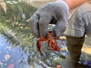 快新聞／新竹護城河有小龍蝦！外來種美國螯蝦入侵　市府5天撈3千隻