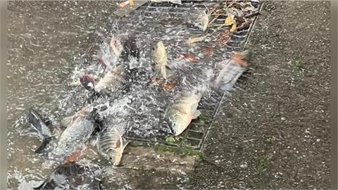 大雨成災！苗栗水溝蓋竟噴出「滿地活魚」　網看傻：太誇張