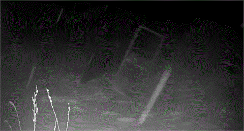 日本熊害鬥勇還要鬥智!北海道巨熊見「300公斤陷阱」沒上當⋯下秒反應全被拍