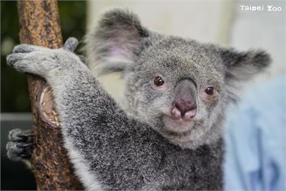 週日祖父母節！　台北動物園邀祖孫「共遊漫步」集章認識老齡動物