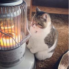 冬天一到就定位《貓的取暖位置》你家的喵星人又喜歡窩在哪呢？