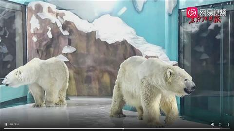 主打「北極熊24小時陪伴」 中國酒店虐待動物被罵爆