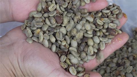 乾旱害古坑咖啡「胎死腹中」　產量剩2成！縣府申請天然災害救助