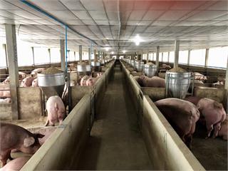 豬農笑了！台灣重返WOAH非洲豬瘟「非疫區」行列