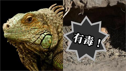 34歲柬埔寨男吃「帶卵蜥蜴」被毒死!2名目擊孩童曝:早就警告了