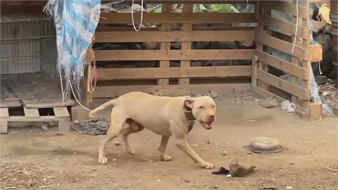比特犬咬死3歲男童　母淚崩難以接受