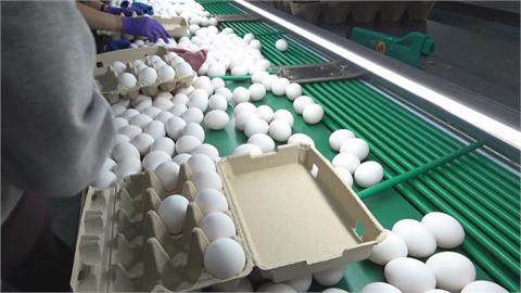 快新聞／廢除雞蛋「紅盤價」　農委會出手：過年協調收購價格討論