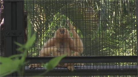 動物園11隻猴暴斃謎團揭曉　竟因翻土導致感染「人畜共通」傳染病