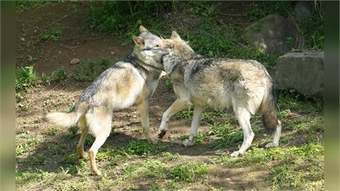 東京多摩動物公園「野狼脫逃」 上演「捕狼大作戰」數小時後捕獲