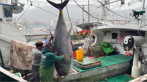 連莊「蘇澳第一鮪」！全昌隆168號再奪冠  捕獲去鰓重達270公斤黑鮪魚