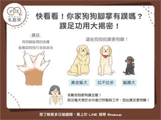 【汪汪冷知識】你家毛孩也有「蹼足」嗎？蹼足功用大揭密！