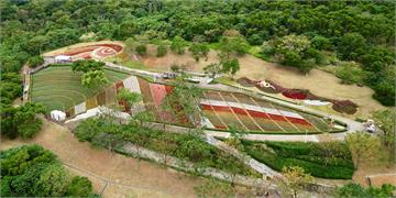 台版富良野「三層崎花海」盛開　大冠鷲地景守望花田