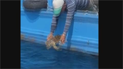 海龜遭廢棄漁網纏住　漁民出手相救還餵螃蟹