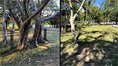 美崙公園「31年總統樹」遭砍？　　網痛罵！公園處：：罹褐根病移除