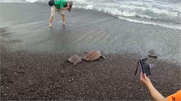 一年後重回大海擁抱！海洋大學野放四隻海龜