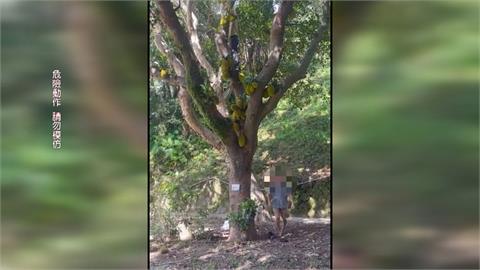 偷摘前中研院長親種波羅蜜　警方循線逮捕２嫌依法開罰
