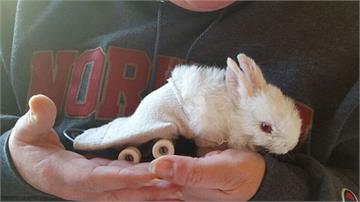 撿到一隻癱瘓兔寶，暖男親自幫牠設計小滑板，看到兔寶自由滑行的模樣真的超感動！