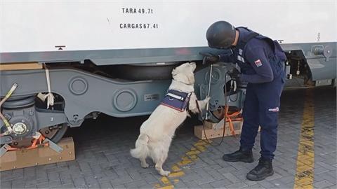 吸睛！ 智利海關培訓「超萌緝毒犬」 可愛畫面大放送