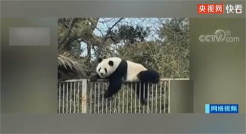 北京動物園明星貓熊　試圖「越獄」冒險