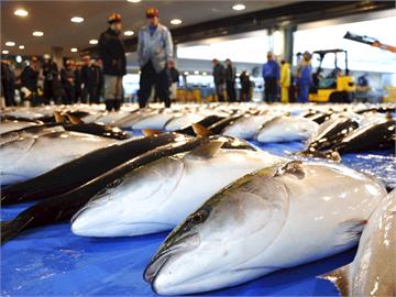 日本肥美寒鰤魚捕撈季　首條「煌」級鰤魚拍出200萬日圓高價