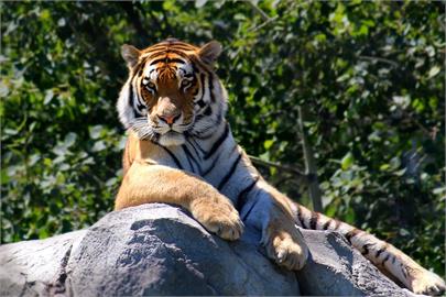 虎王效應　美國新法禁止私人飼養大型貓科動物