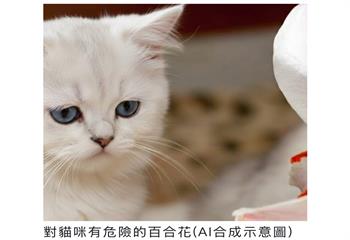 百合花成家貓致命毒藥　新北動保處呼籲慎選室內植物守護毛寶貝