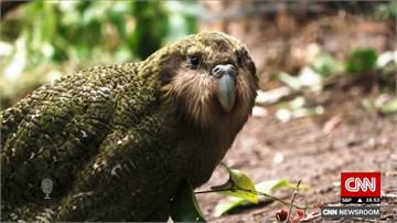 紐西蘭復育有成！卡卡波鸚鵡脫離滅絕邊緣