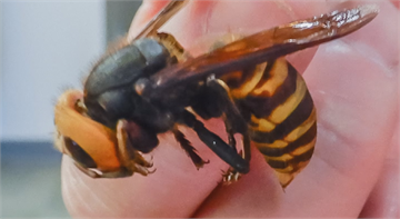 巨大亞洲殺人蜂入侵北美 恐獵殺原生蜜蜂引生態浩劫