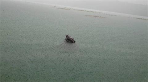 快滿了！「九蛙疊像」剩1隻半現身　日月潭差35公分滿水位