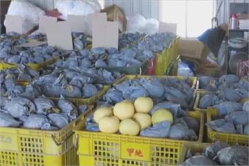 搶摘水梨堆滿倉庫 颱風來不來農民都好苦