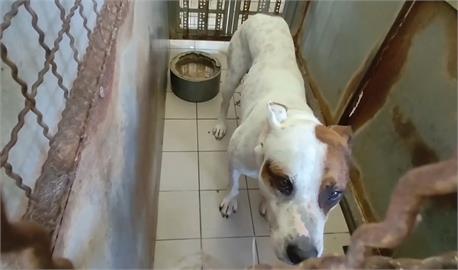 惡犬鬧事咬人飼主疑落跑？　動保處：若涉棄養罰15萬