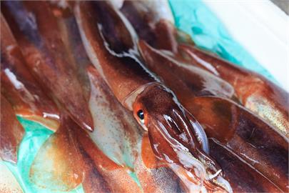 日本鬧魷魚荒！　函館魷魚捕撈季開跑　首批漁船幾近空手而歸