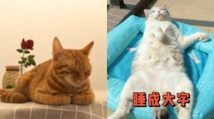 鏟屎官看過來！貓咪睡覺的姿勢　暴露了牠的內心想法