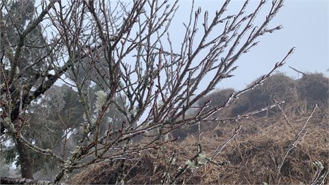寒流影響！太平山今下起冰霰、霧凇引遊客駐足　林管處啟動雪期預警管制因應