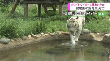 日本驚傳白老虎咬死人 飼養員傷重不治