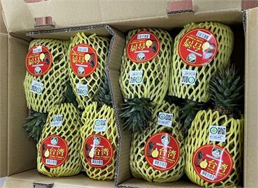 北海道富良野直擊畫面：一歲寶寶開心狂嗑台南鳳梨