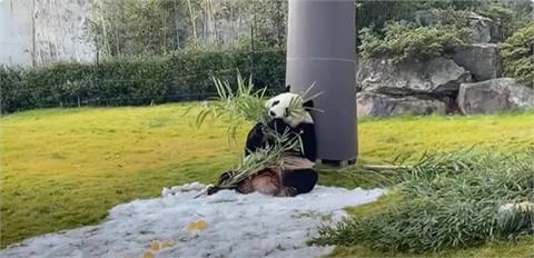 日本各地迎耶誕！　動物明星「楓濱」大啖竹葉餐、甜點業者趕製草莓蛋糕