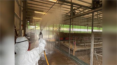 台中豐原某雞場爆禽流感　業者疑隱匿疫情恐遭重罰百萬