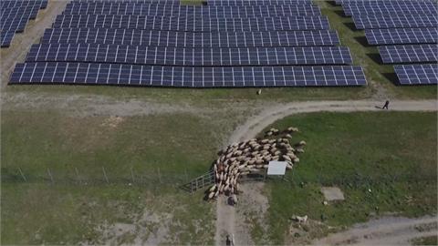 科索沃太陽能發電場出招　羊羊變除草機省力又環保