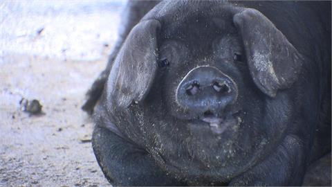 異言堂（影）／廚餘變肥料只要3小時  廚餘禁養豬  桃園靠「它」火線救援